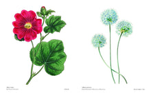 Load image into Gallery viewer, Biblioflora
