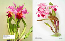 Load image into Gallery viewer, Biblioflora
